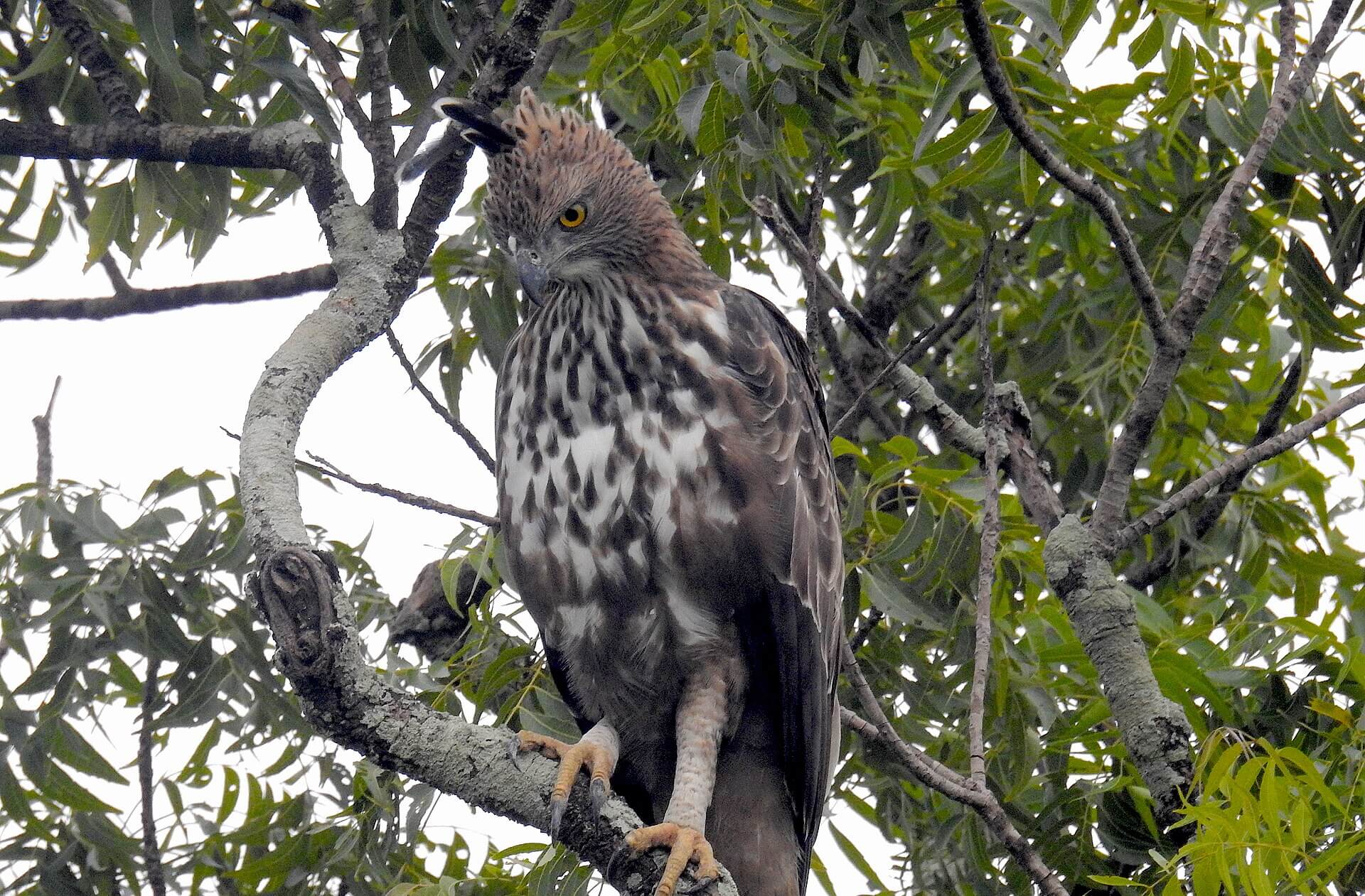 Bundala National Park safari — main photo