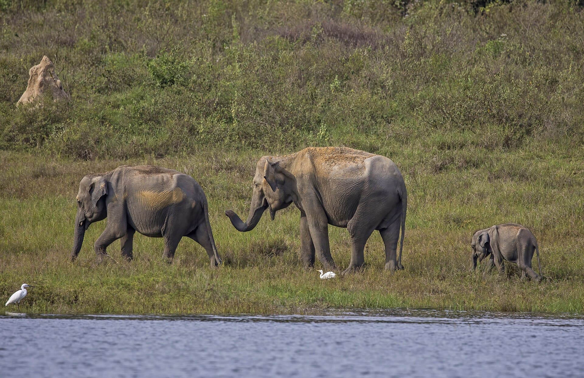 Gal Oya National Park safari — main photo