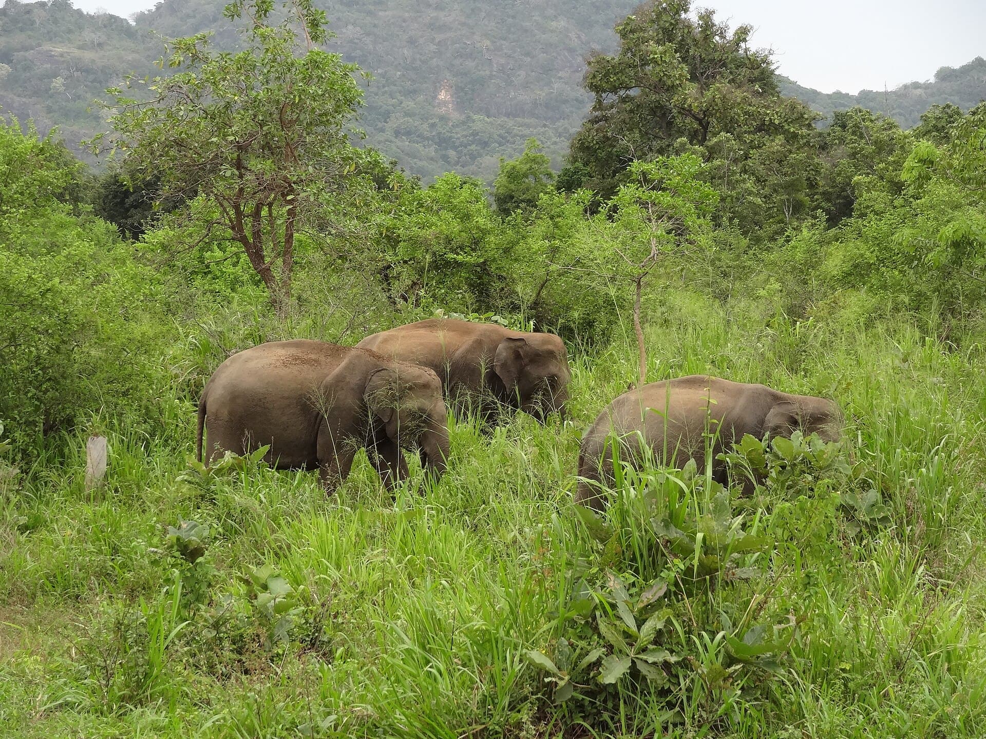 Hurulu Eco Park safari — main photo
