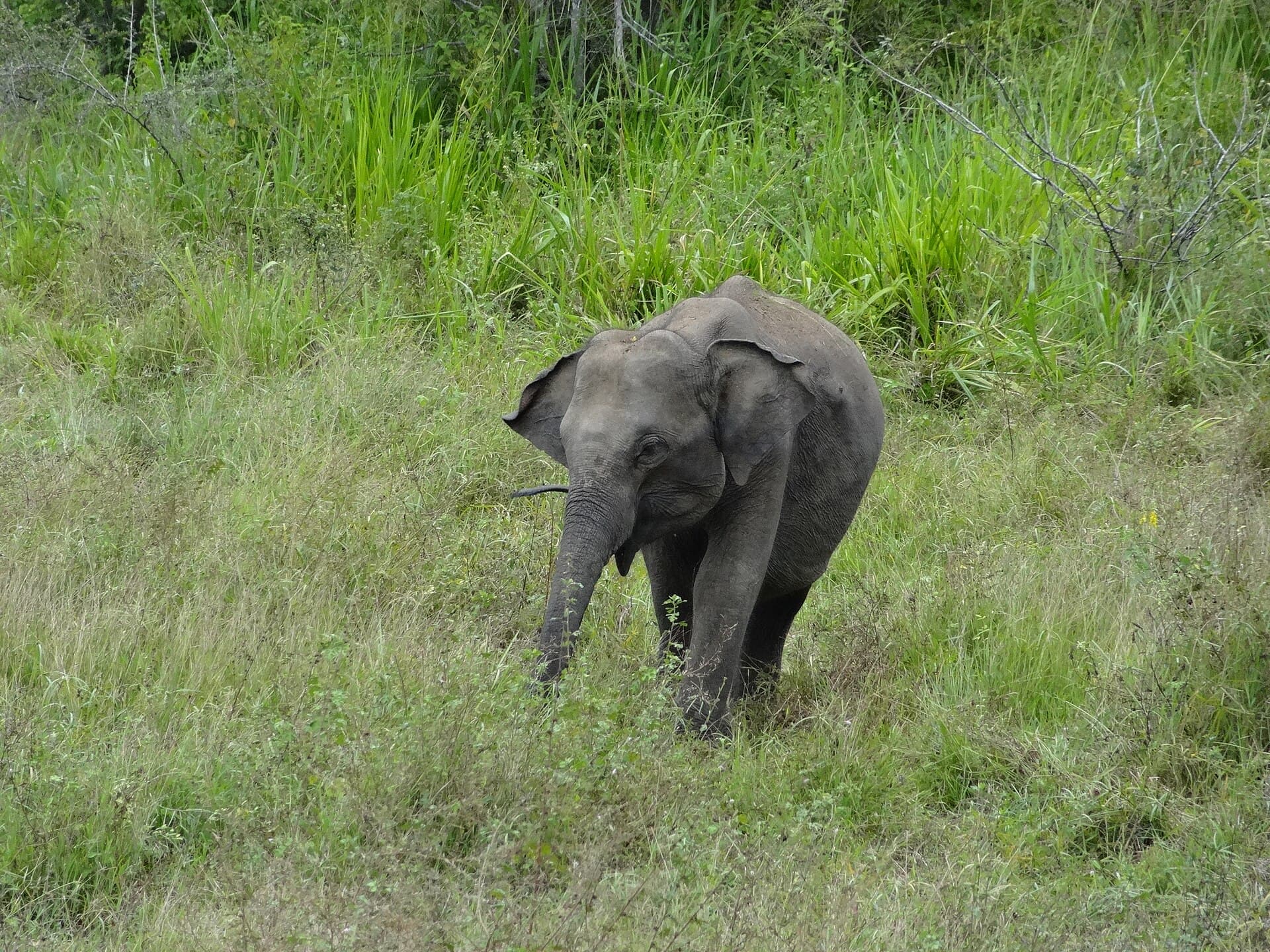 Hurulu Eco Park safari — photo 2