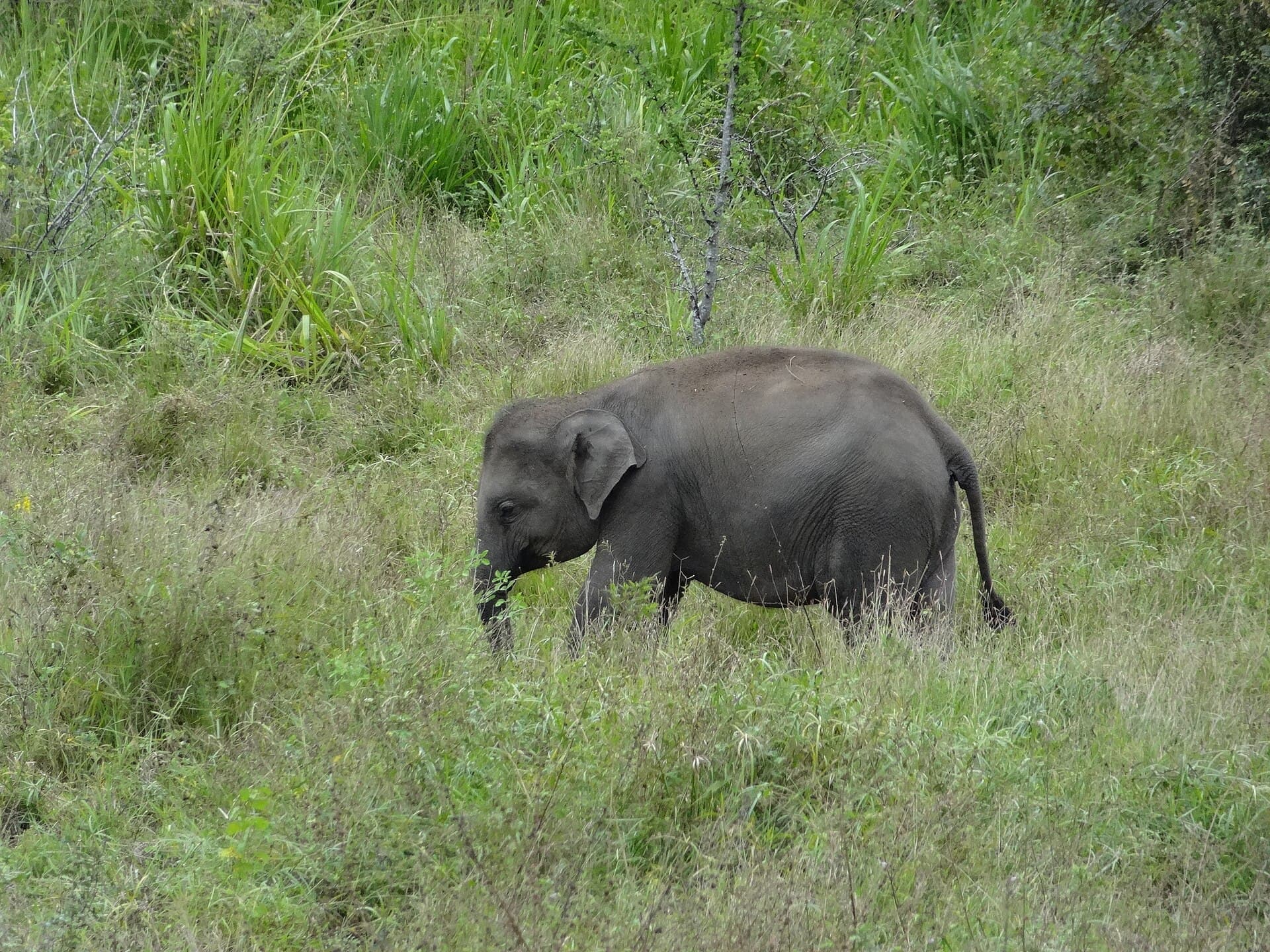 Hurulu Eco Park safari — photo 3