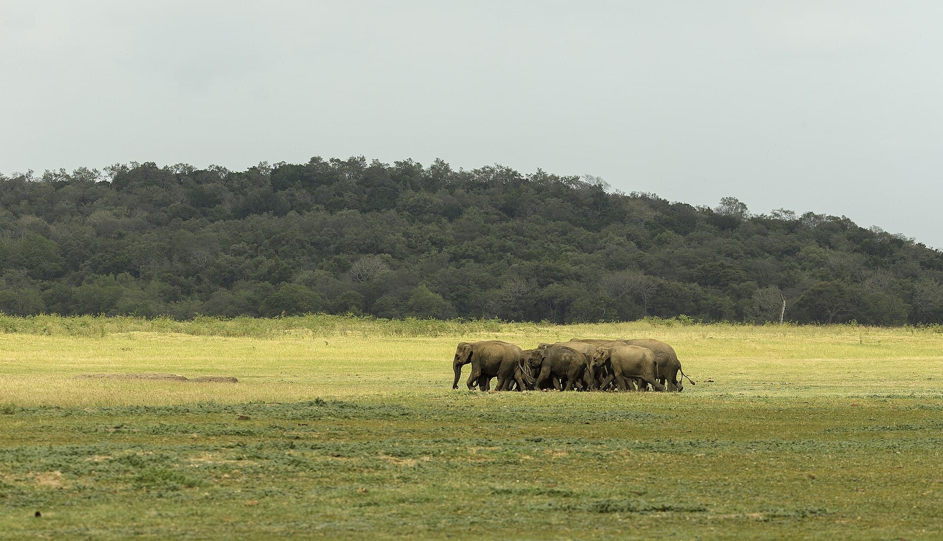 Kaudulla National Park safari — photo 3