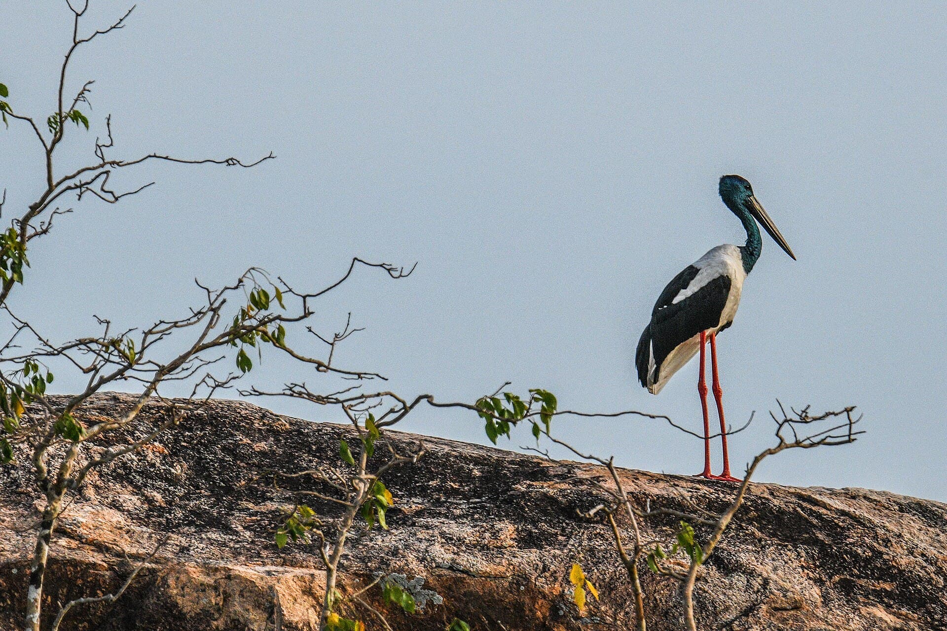 Kumana National Park safari — main photo
