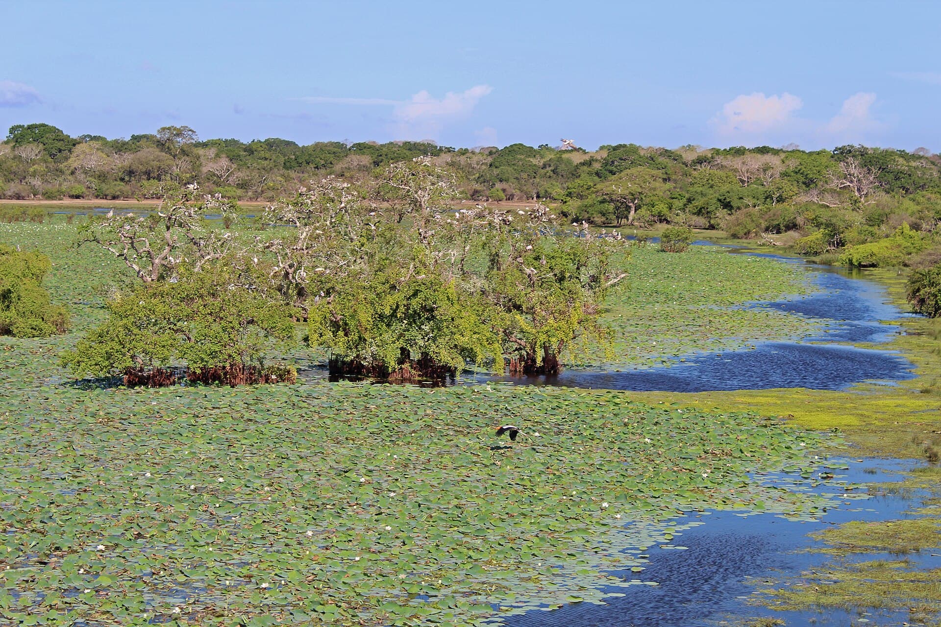 Kumana National Park safari — photo 3