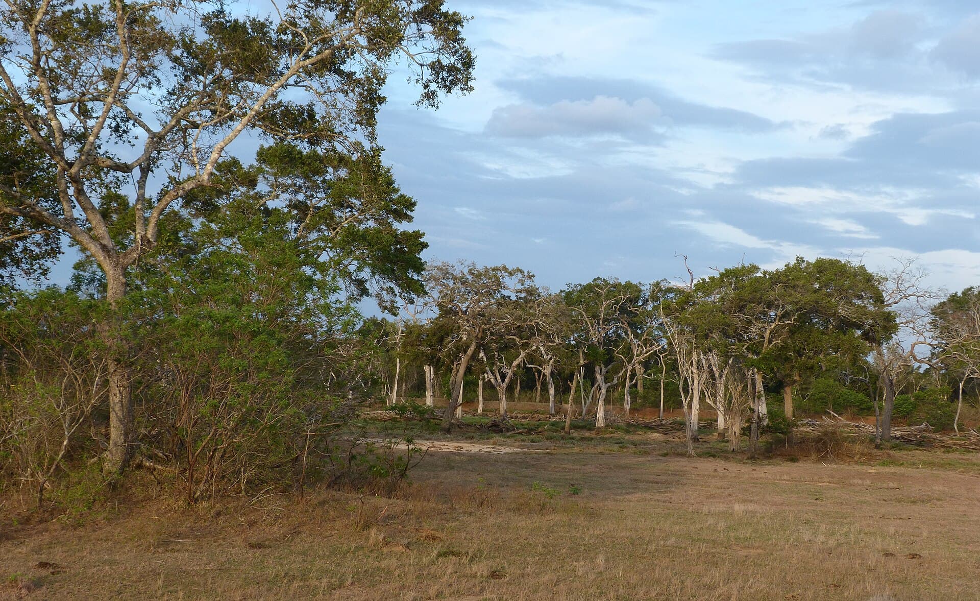 Lunugamvehera National Park safari — main photo