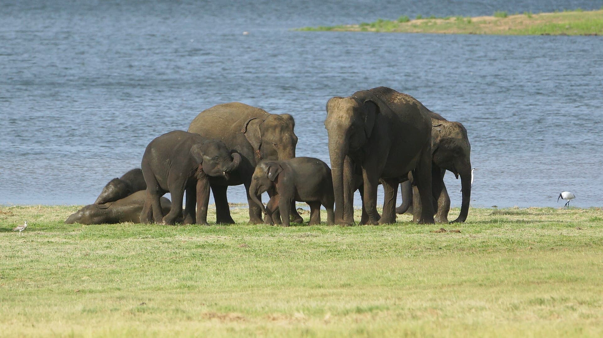 Lunugamvehera National Park safari — photo 3