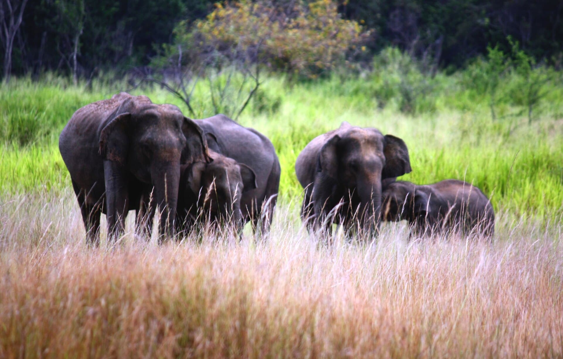 Maduru Oya National Park safari — photo 3