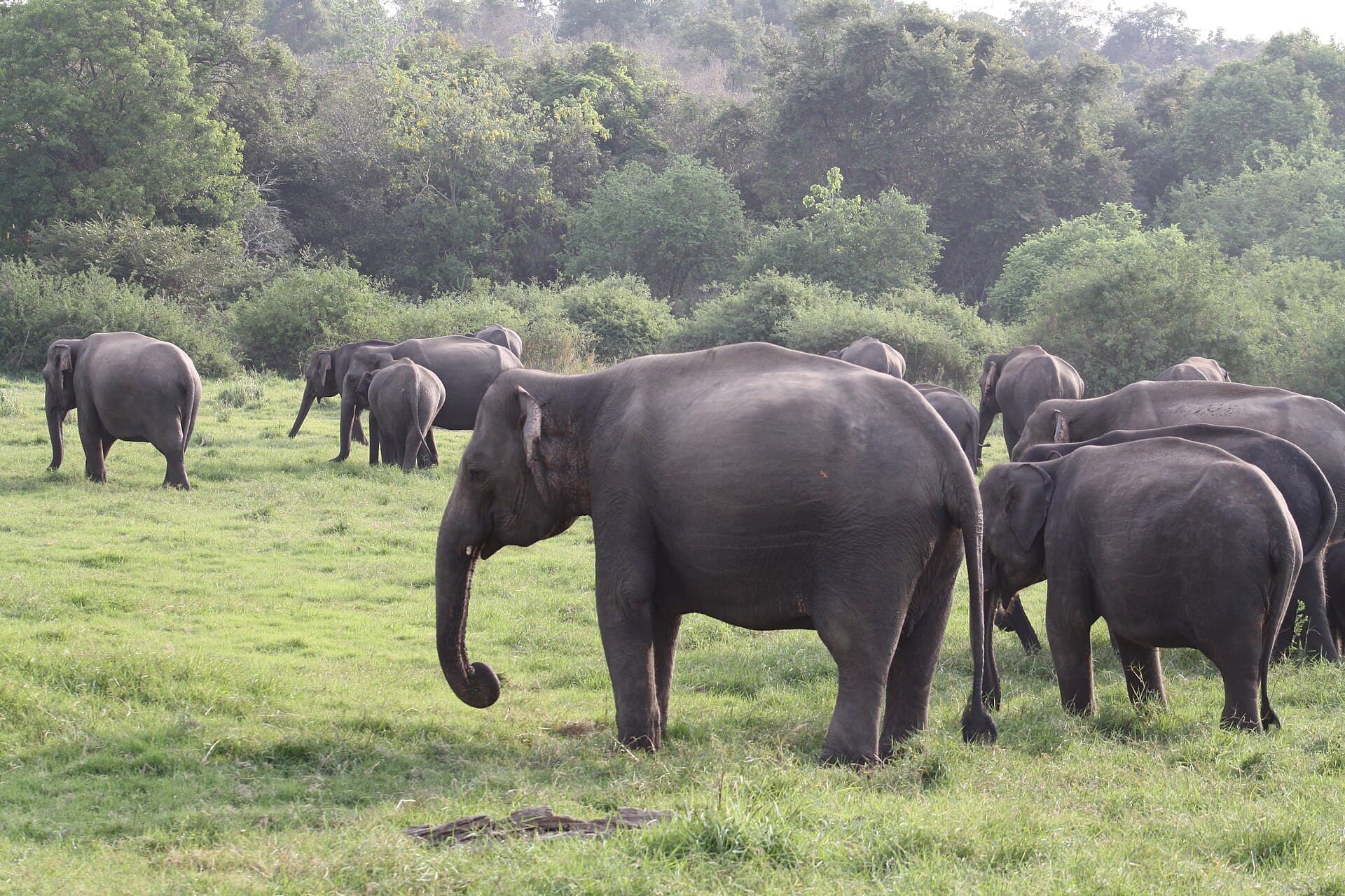 Minneriya National Park safari — main photo