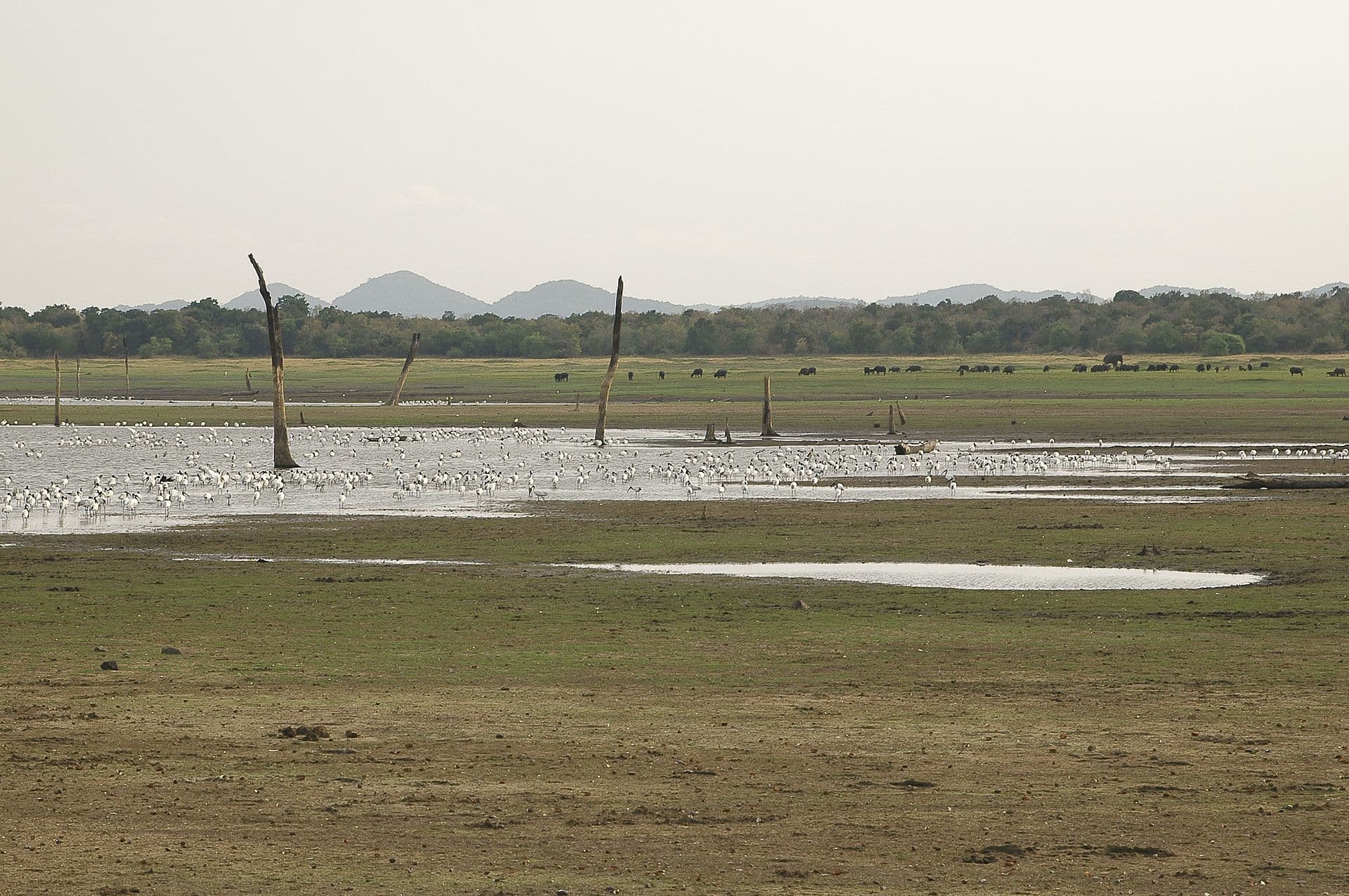 Minneriya National Park safari — photo 2
