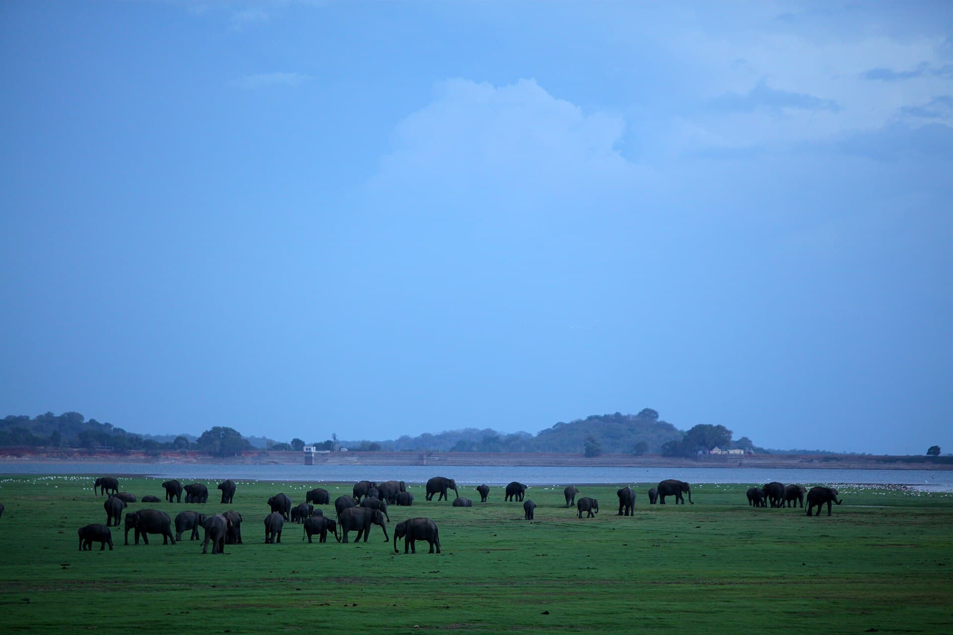 Minneriya National Park safari — photo 3