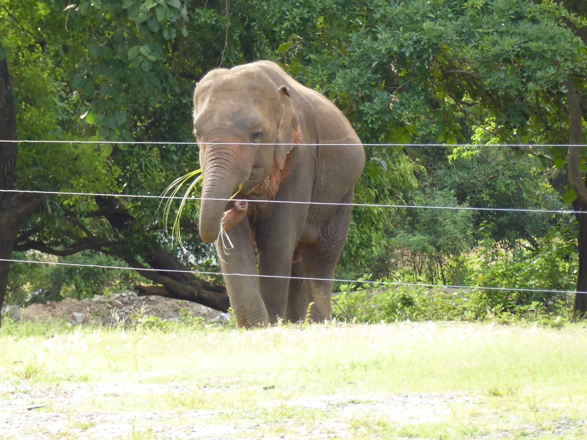 Somawathiya National Park safari — photo 3