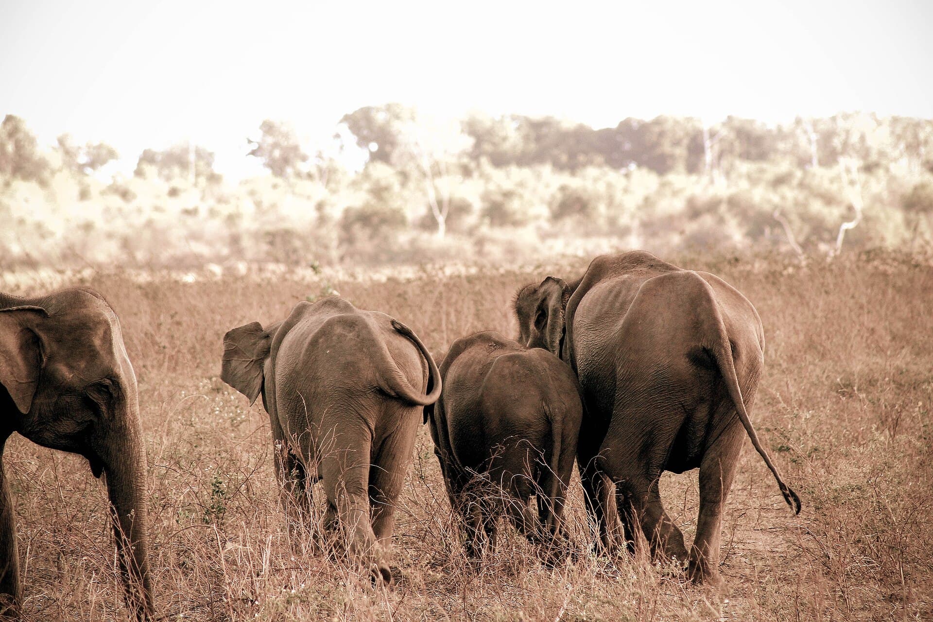 Udawalawe National Park safari — photo 2