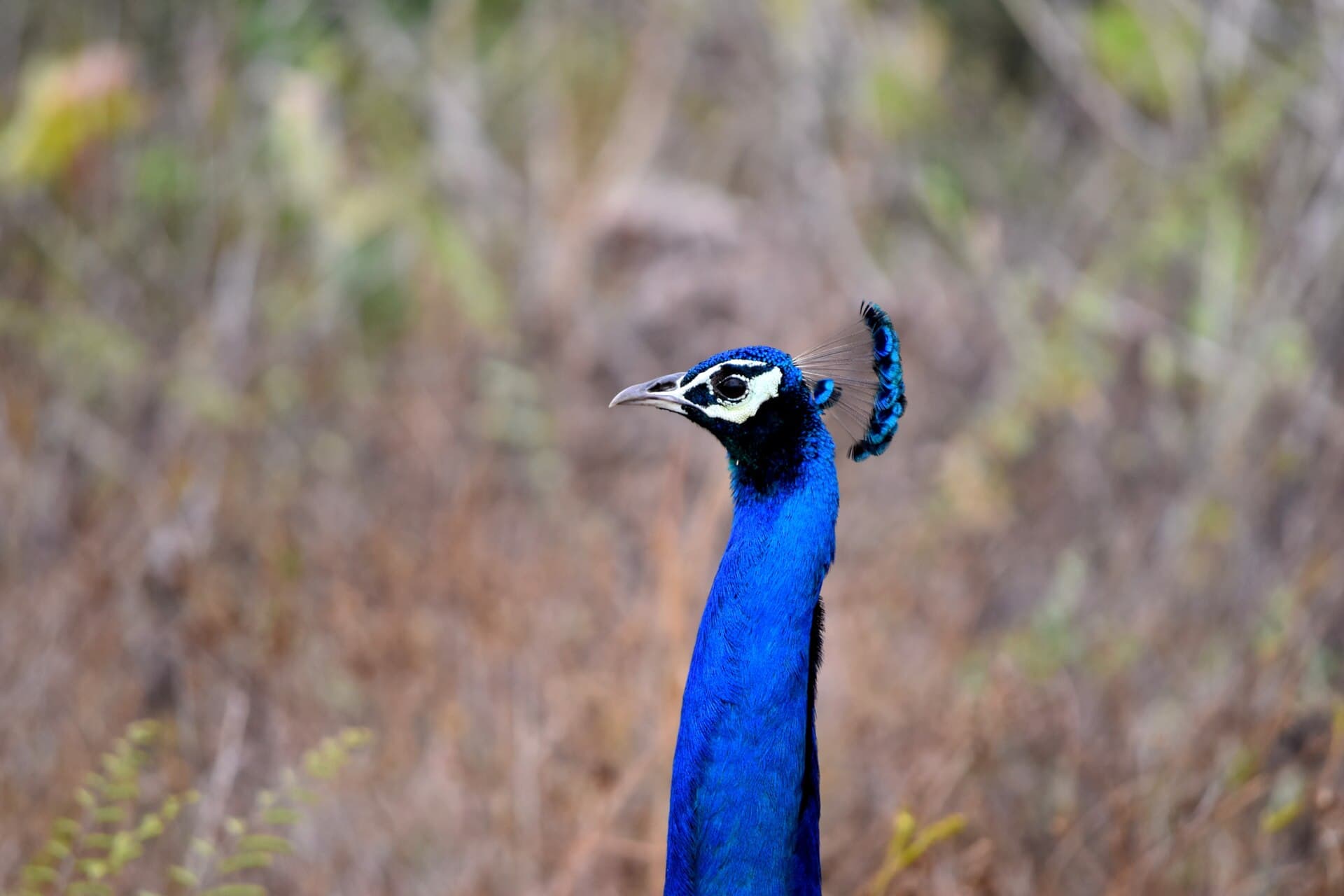 Udawalawe National Park safari — photo 3