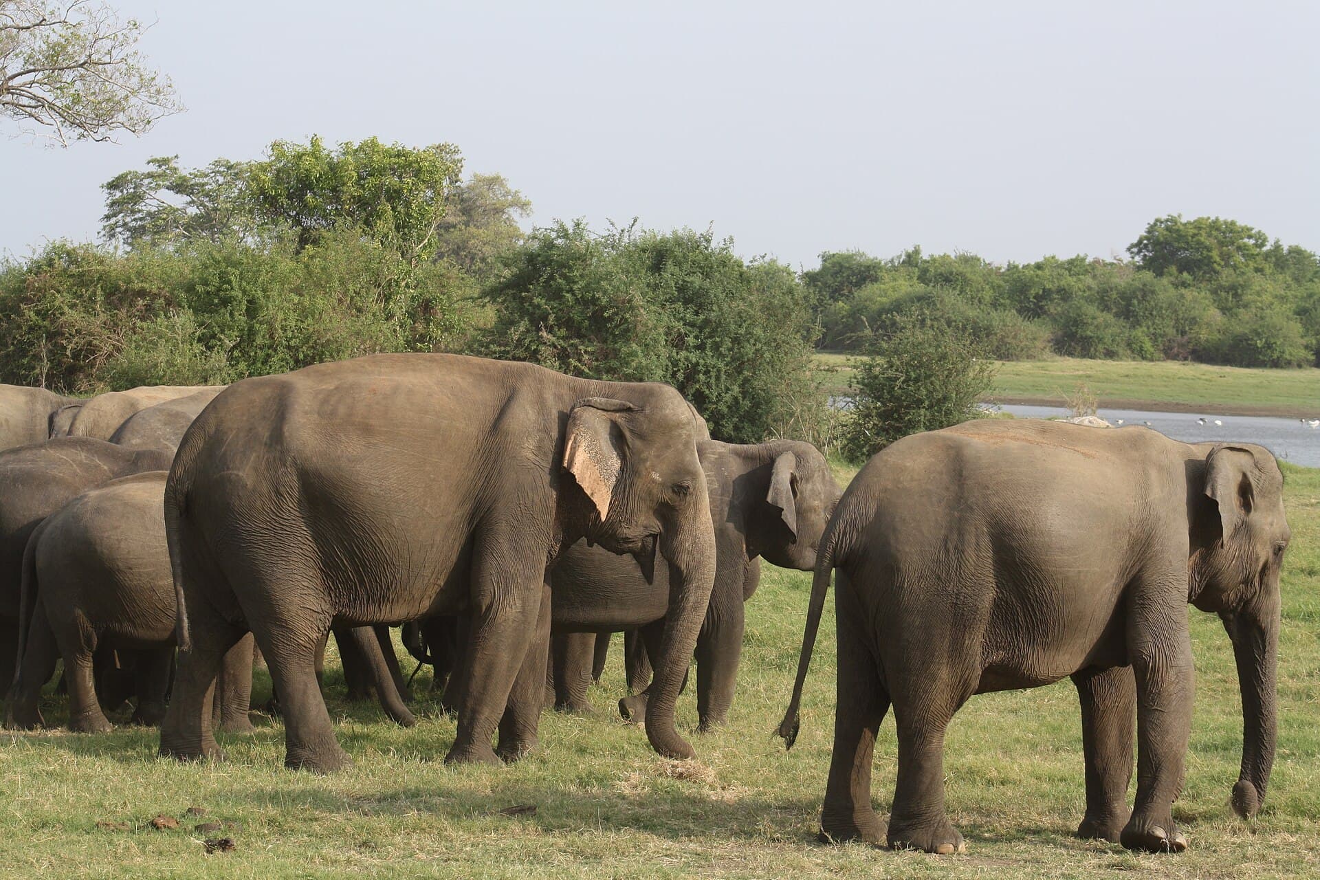Wasgamuwa National Park safari — photo 2