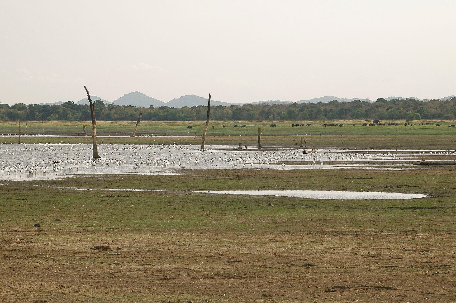 Flood Plains National Park safari — main photo