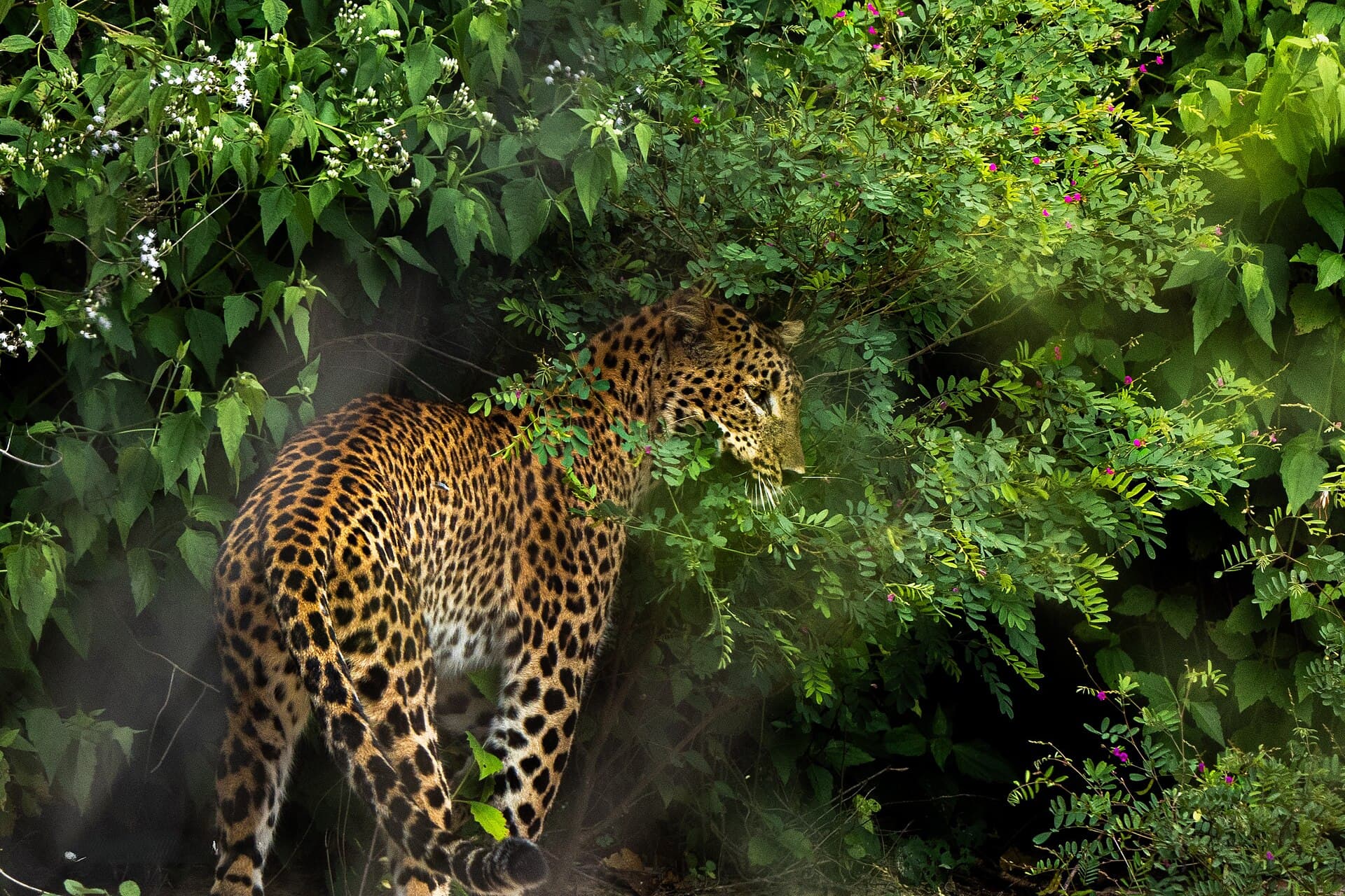 Wilpattu National Park safari — photo 2