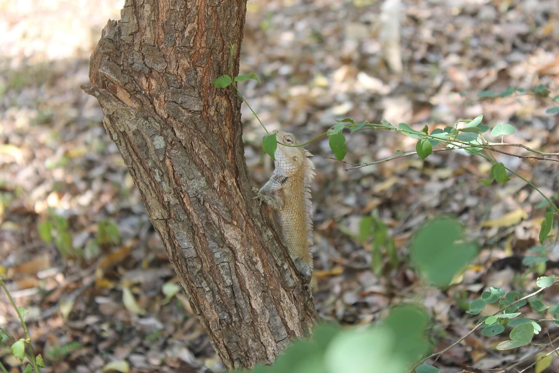 Flood Plains National Park safari — photo 2