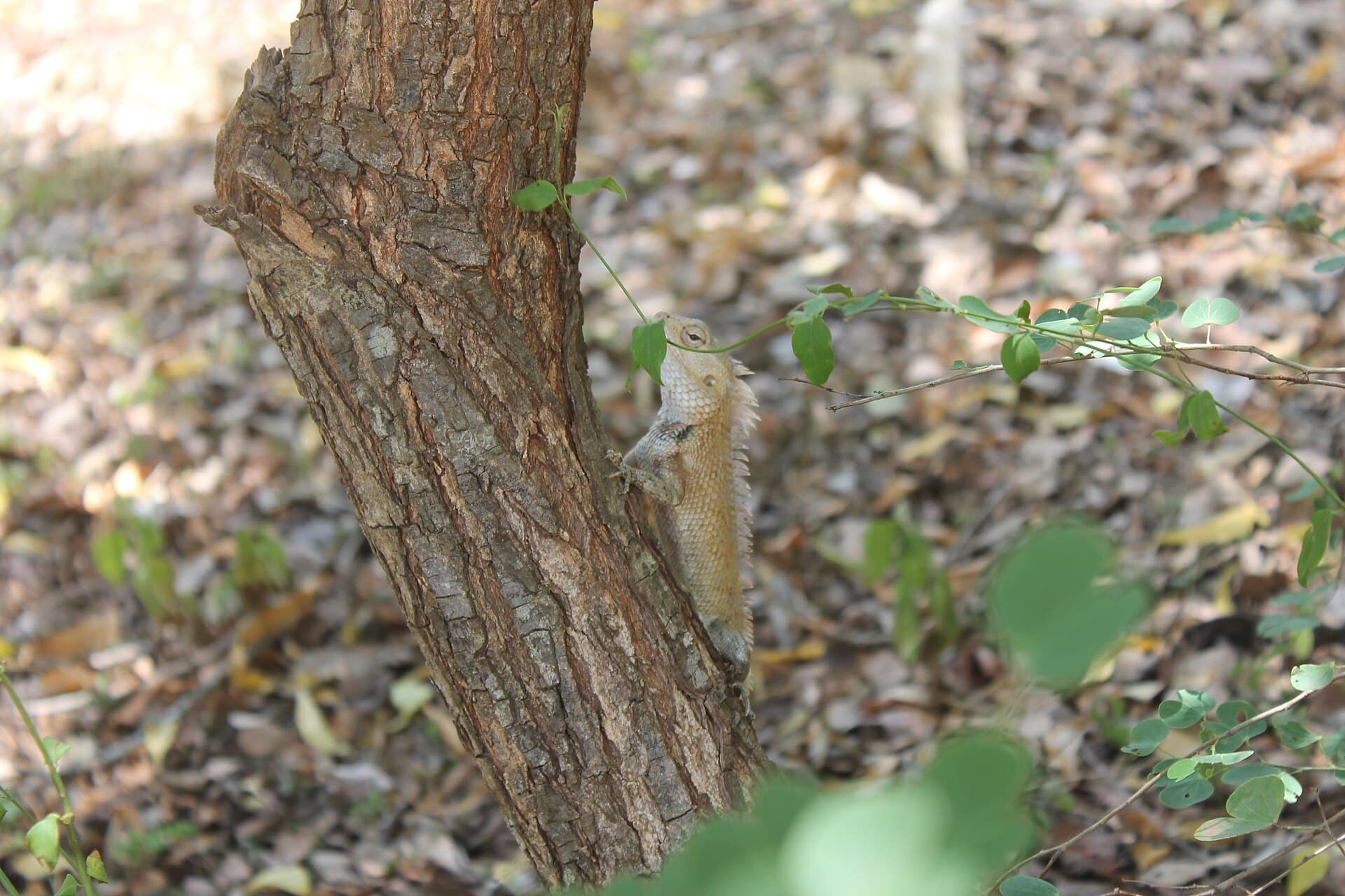 Yala National Park safari — photo 3